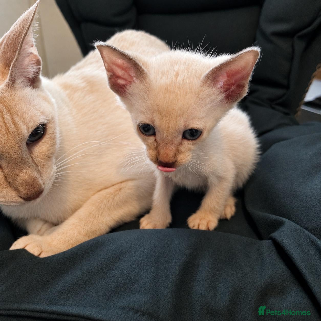 Siamese cats Outstanding quality pedigree lines, registered  - Advert 1
