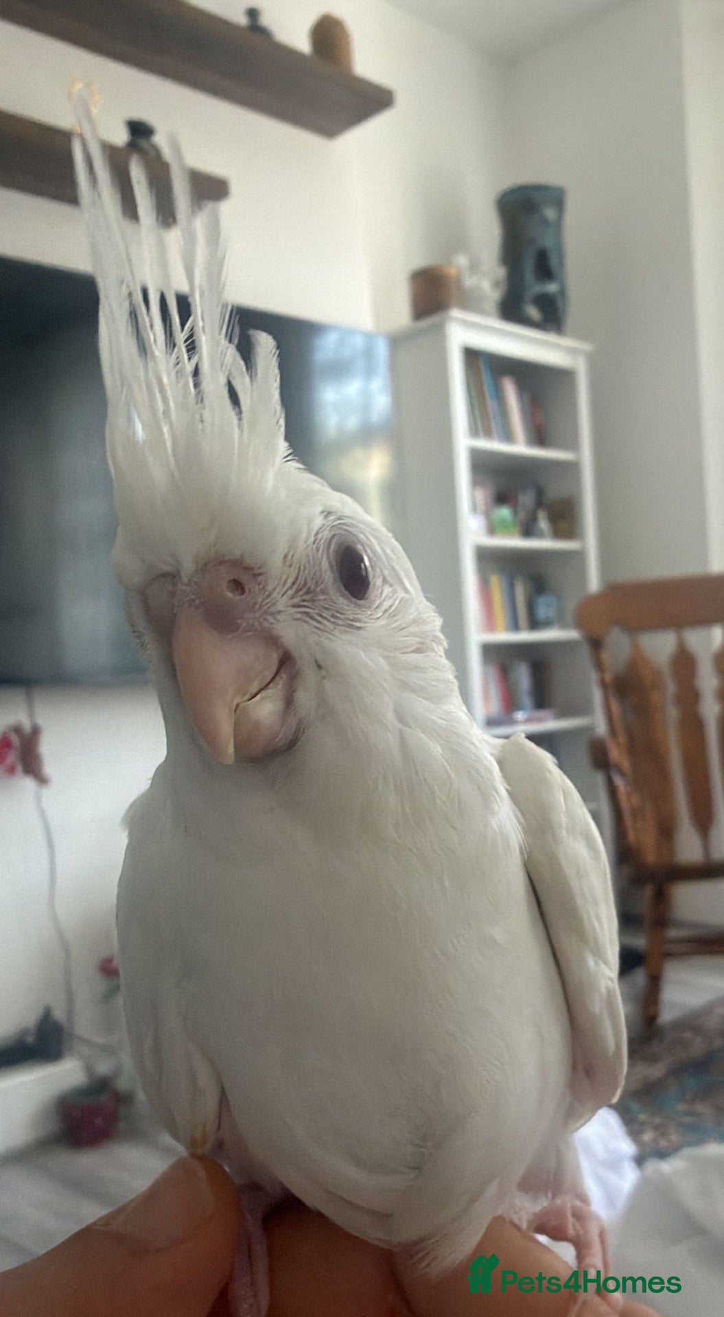 Cockatiels birds Beautiful Albino cockatiel babies fully trained  - Advert 2