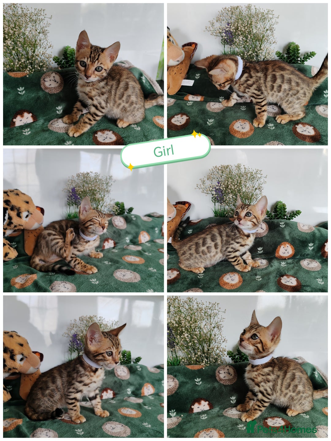 Bengal cats for sale: Bengal cats  - Image 6