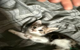 Bengal cats for sale: half bengal kittens  - Image 2