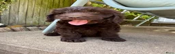 Cockapoo dogs for sale: the cutest F1 cockapoos in kent  - Advert 10