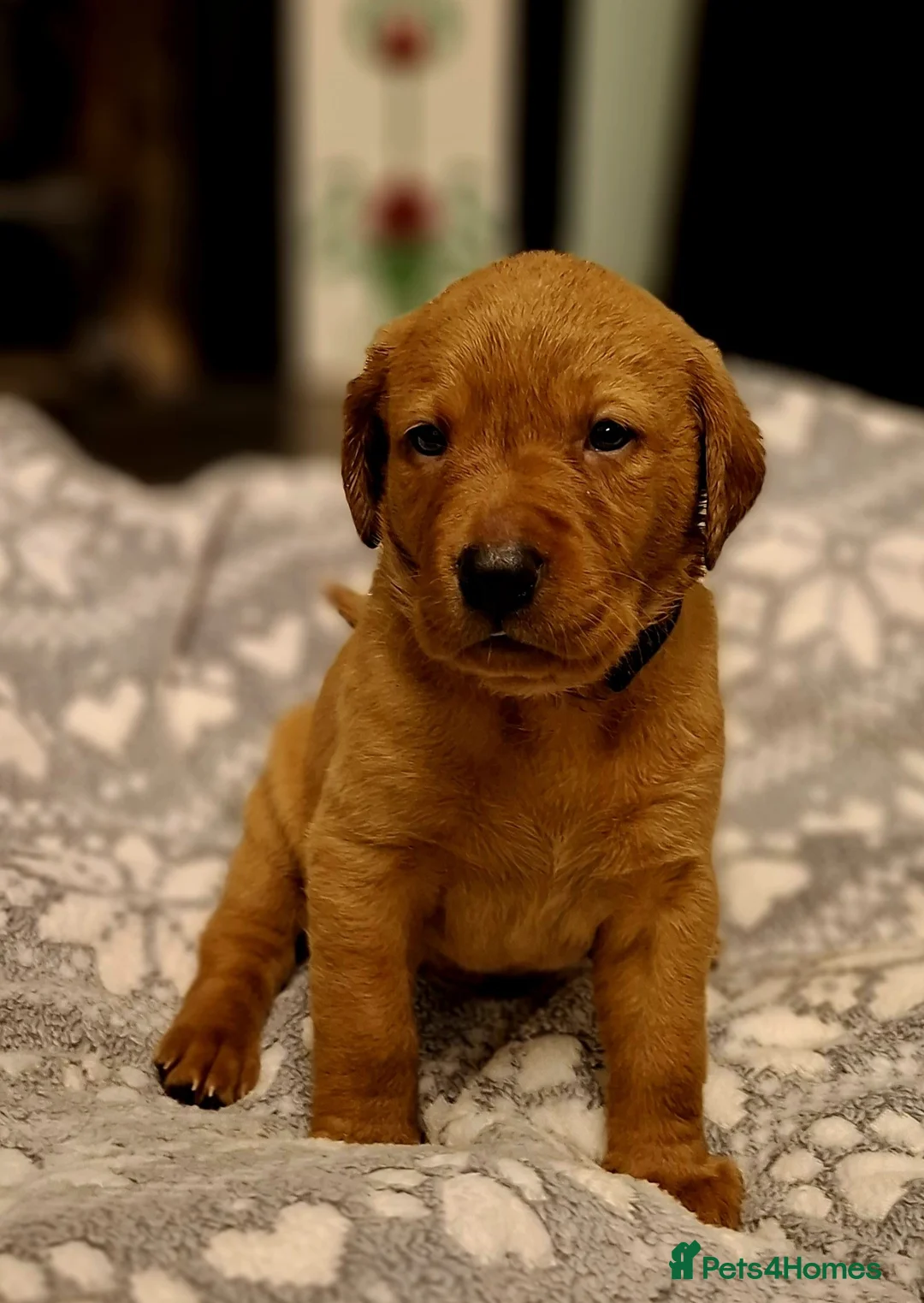 Labrador Retriever dogs for sale: KC Registered Fox Red Labrador Retrievers - Advert 2