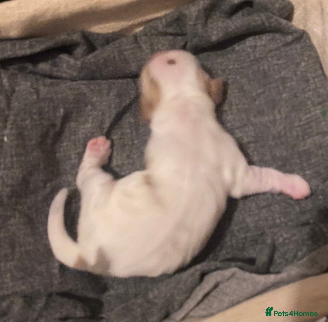 Cocker Spaniel dogs for sale: ‘Show Type’ Cocker Spaniel Puppies. KC Registered. - Advert 15