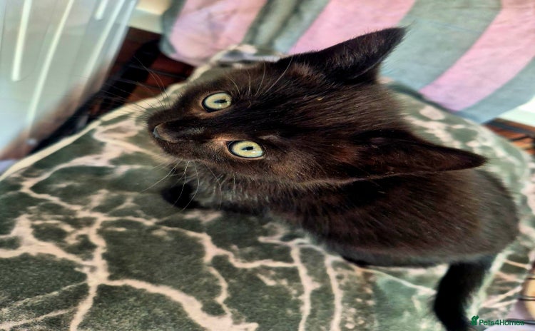 Mixed Breed cats One beautiful, curious girl left. 180£😍 - Advert 12