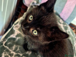 Mixed Breed cats One beautiful, curious girl left. 180£😍 - Advert 9