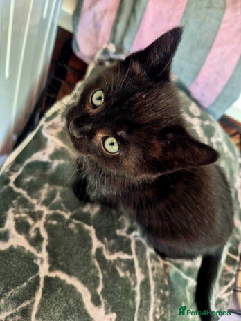 Mixed Breed cats One beautiful, curious girl left. 180£😍 - Advert 12