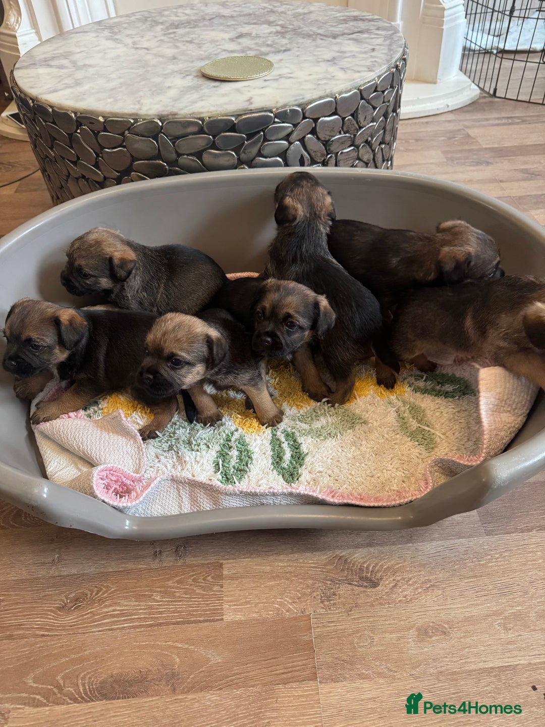 Border Terrier dogs for sale: Gorgeous litter of 7 Border terrier puppies 5F 2M - Advert 2