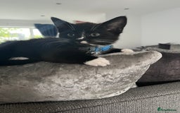 Domestic Shorthair cats for sale: Male kitten - Image 2