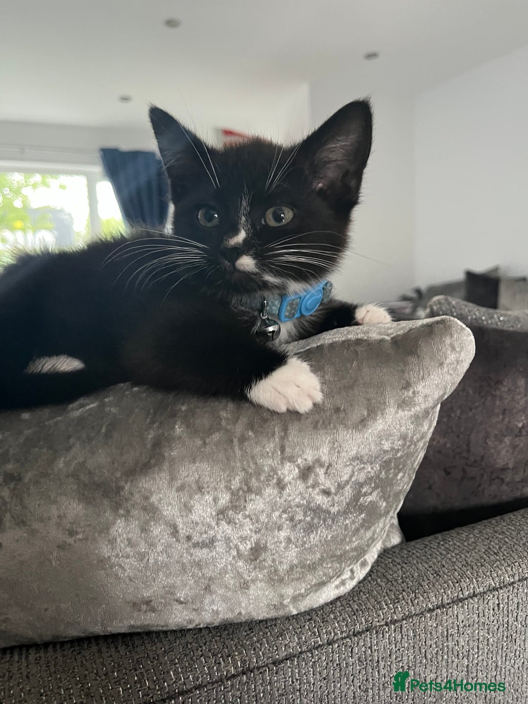 Domestic Shorthair cats for sale: Male kitten - Image 2
