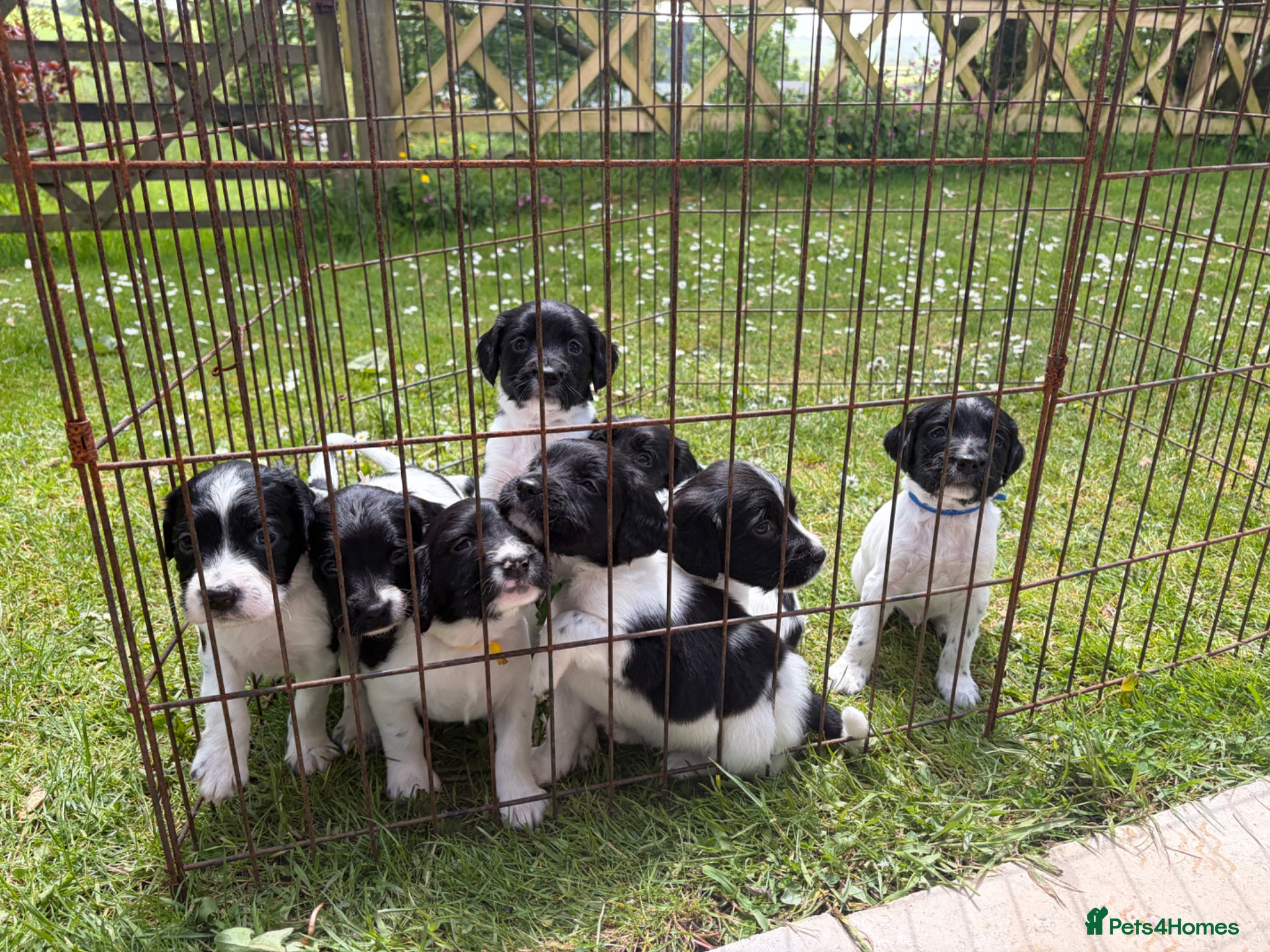 English Springer Spaniel dogs English springer spaniel puppies - Advert 1