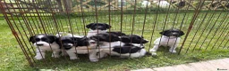 English Springer Spaniel dogs for sale: English springer spaniel puppies - Advert 2