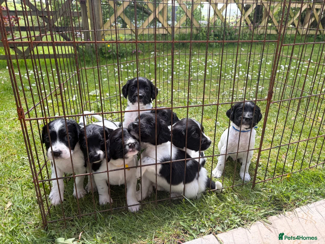 English Springer Spaniel dogs for sale: English springer spaniel puppies - Advert 2