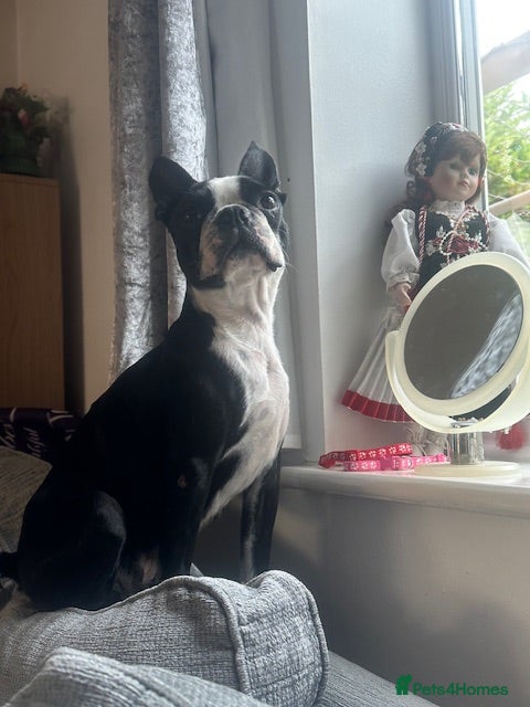 Boston Terrier dogs Boston Terrier puppies for sale KC Registered - Advert 1