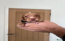 Cocker Spaniel dogs for sale: Working cocker spaniels - Image 8