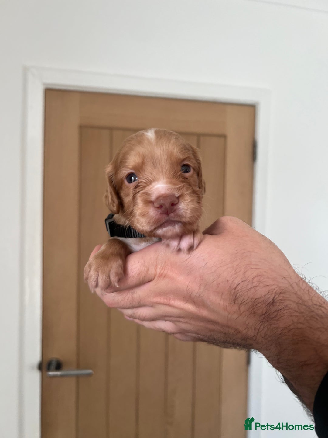 Cocker Spaniel dogs for sale: Working cocker spaniels - Image 8