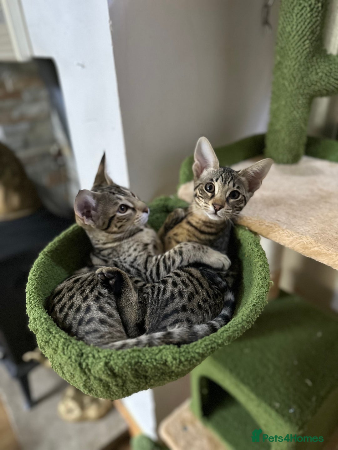 Savannah cats for sale: Savannah F4 girl kittens - Image 18