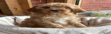 Cavapoo Puppy 3