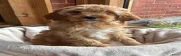 Cavapoo dogs for sale: 🌟 DNA Tested KC Parents Red F1 Cavapoo Puppies - Advert 35
