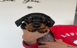 Miniature Dachshund dogs for sale: Just 1 left! KC registered miniature dachshund  - Image 6