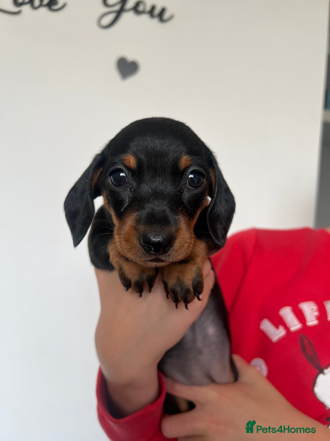 Miniature Dachshund dogs for sale: Just 1 left! KC registered miniature dachshund  - Image 6