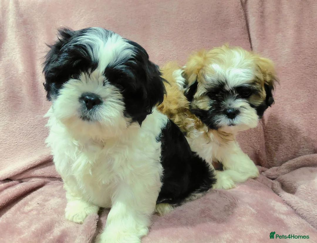 Shih Tzu dogs for sale: Shih tzu  in Downpatrick - Advert 7