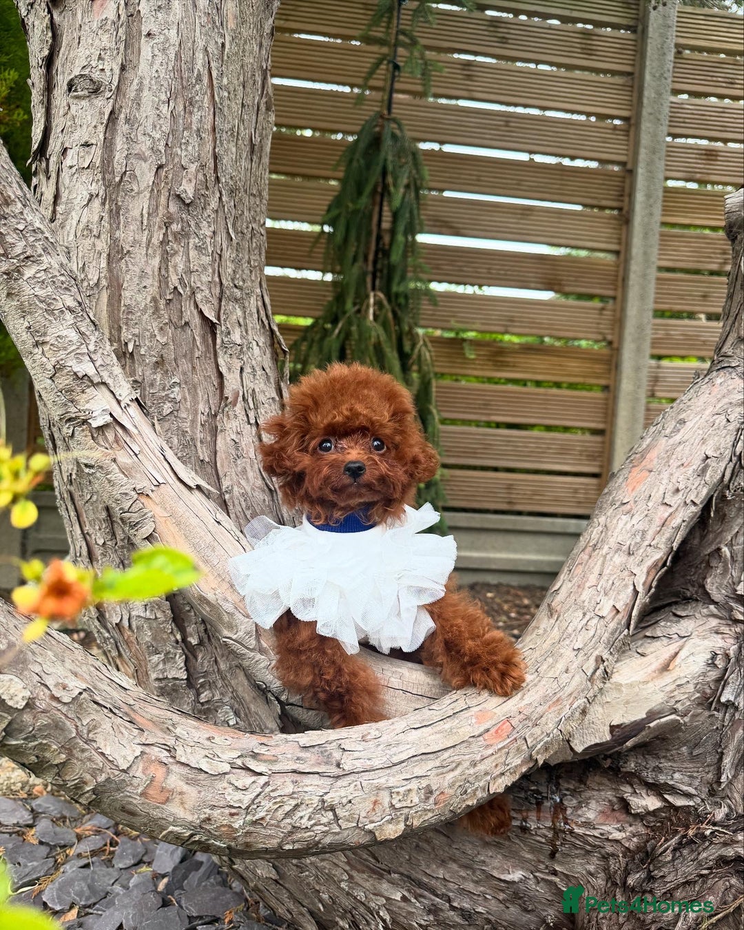 Toy Poodle dogs for sale: Asian Poodle Girl  in London - Image 9
