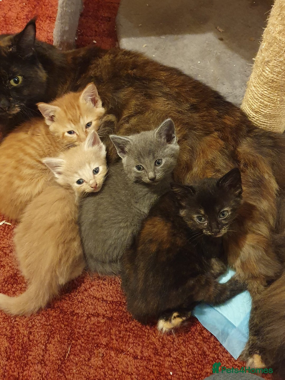 Maine Coon cats for sale: Maine coon kittens - Advert 4