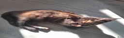 Mixed Breed cats for sale: Five beautiful kittens looking for a new home  - Advert 20