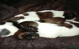 Shih Tzu dogs for sale: Adorable shih tzu puppy's  - Image 4