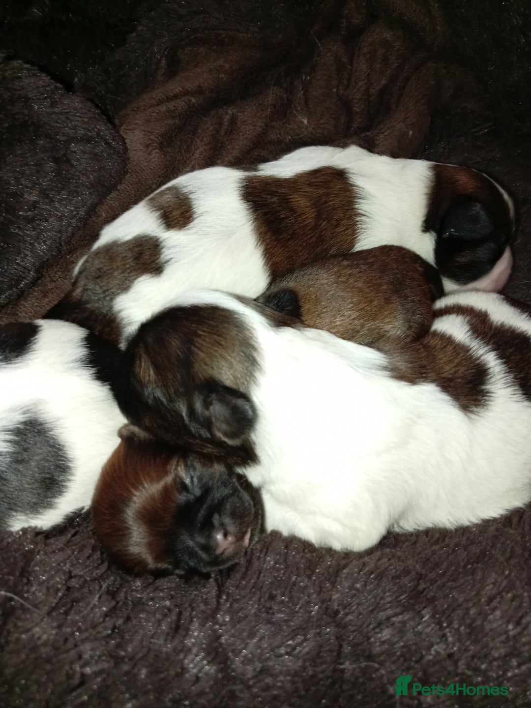 Shih Tzu dogs for sale: Adorable shih tzu puppy's  - Image 4