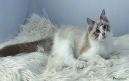 Ragdoll cats for sale: Playful Pedigree Ragdoll Kittens Available - Image 24