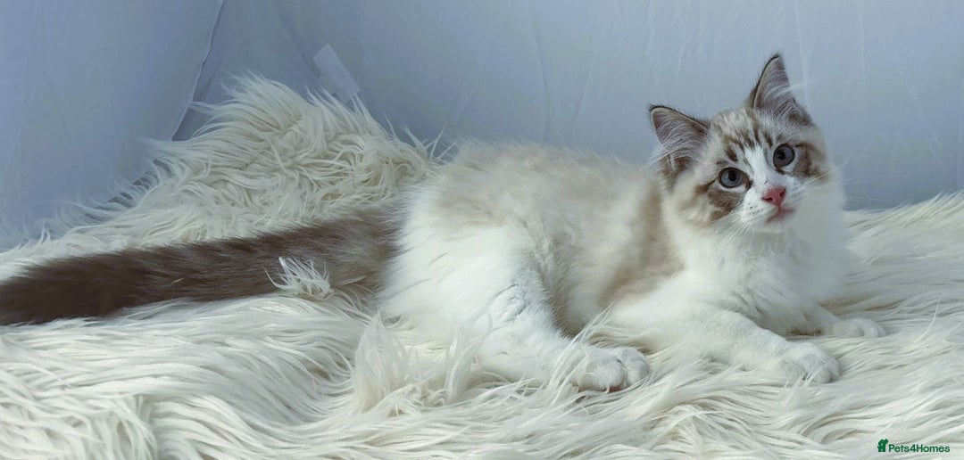 Ragdoll cats for sale: Playful Pedigree Ragdoll Kittens Available - Image 24