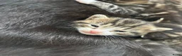 Mixed Breed cats for sale: Kittens  - Advert 2