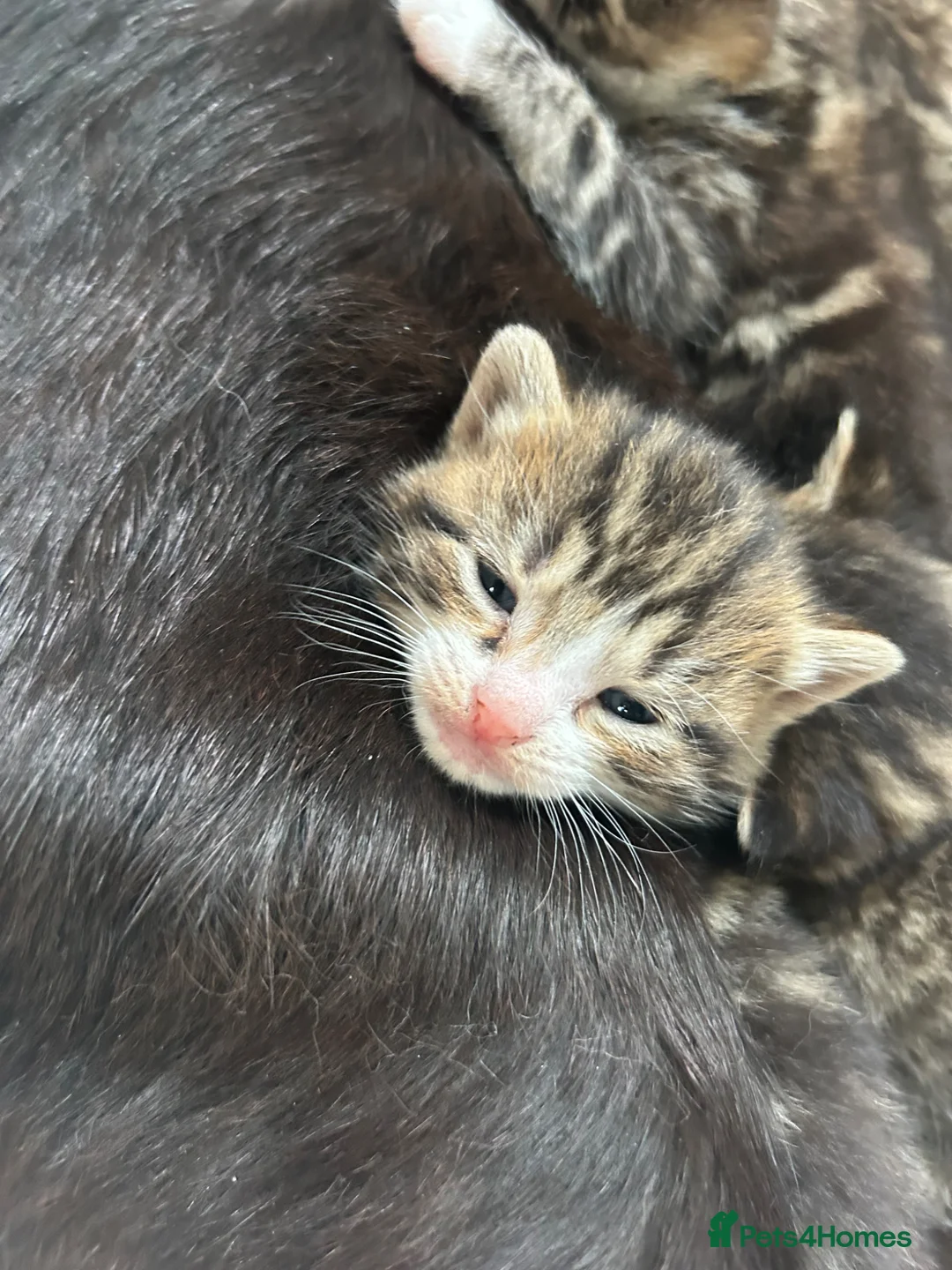 Mixed Breed cats for sale: Kittens  - Advert 2