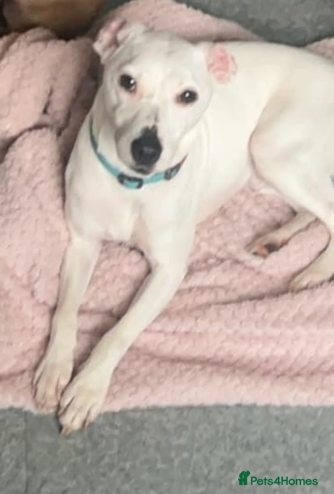 Jack Russell dogs for sale: 3 year old Jack Russell  in Doncaster - Advert 5