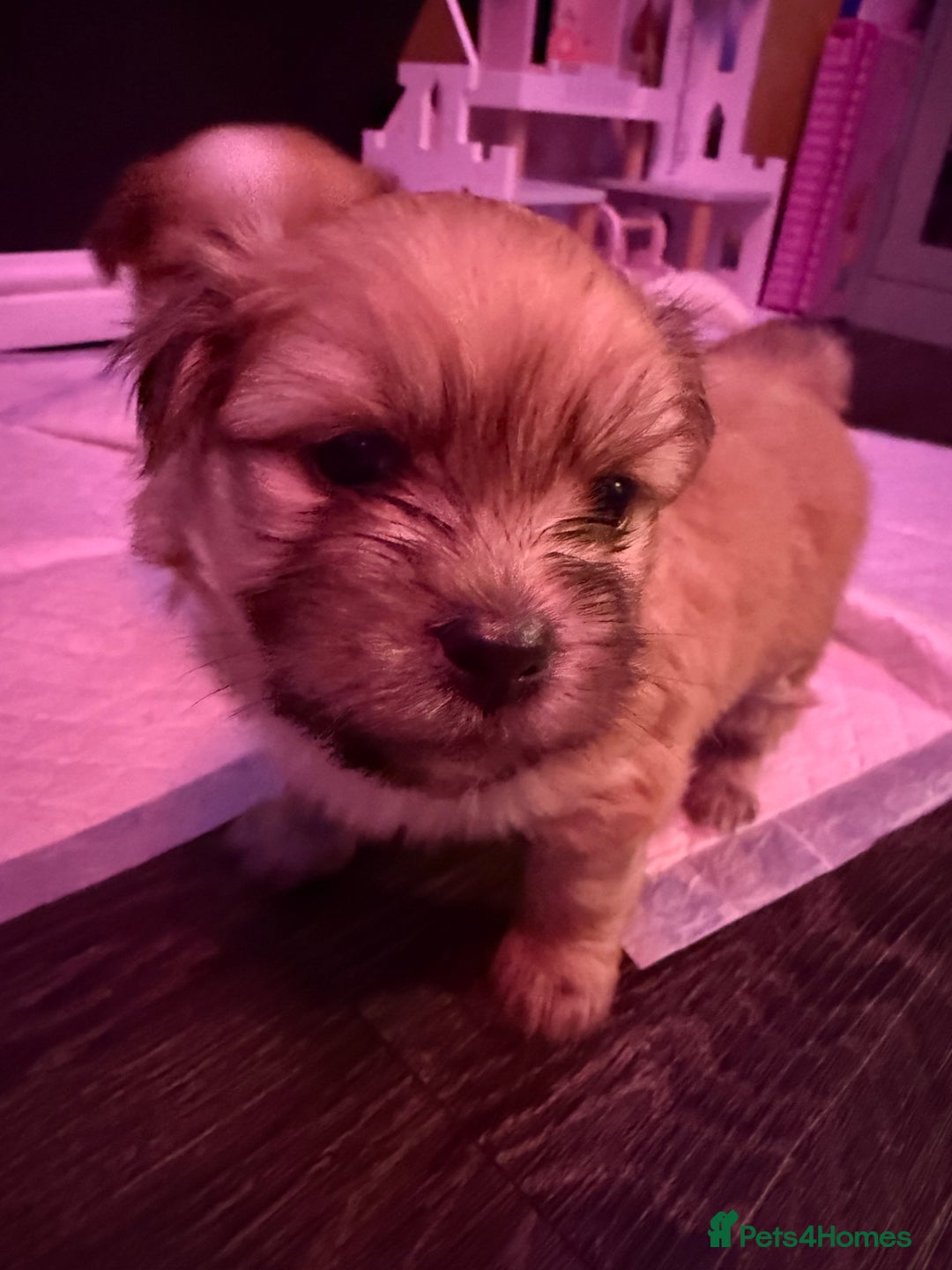 Mixed Breed dogs for sale: Beautiful pups for sale!  - Advert 39