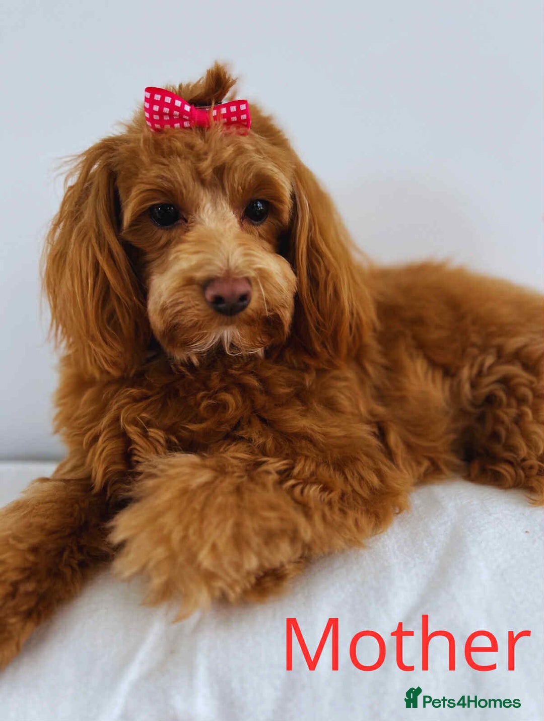 Maltipoo dogs for sale: Red mini maltipoo F1b puppies 😍💙💓 - Advert 7