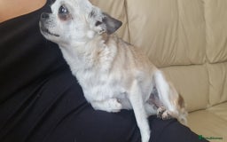 Chihuahua dogs for sale: Tiny chihuahua  - Image 3