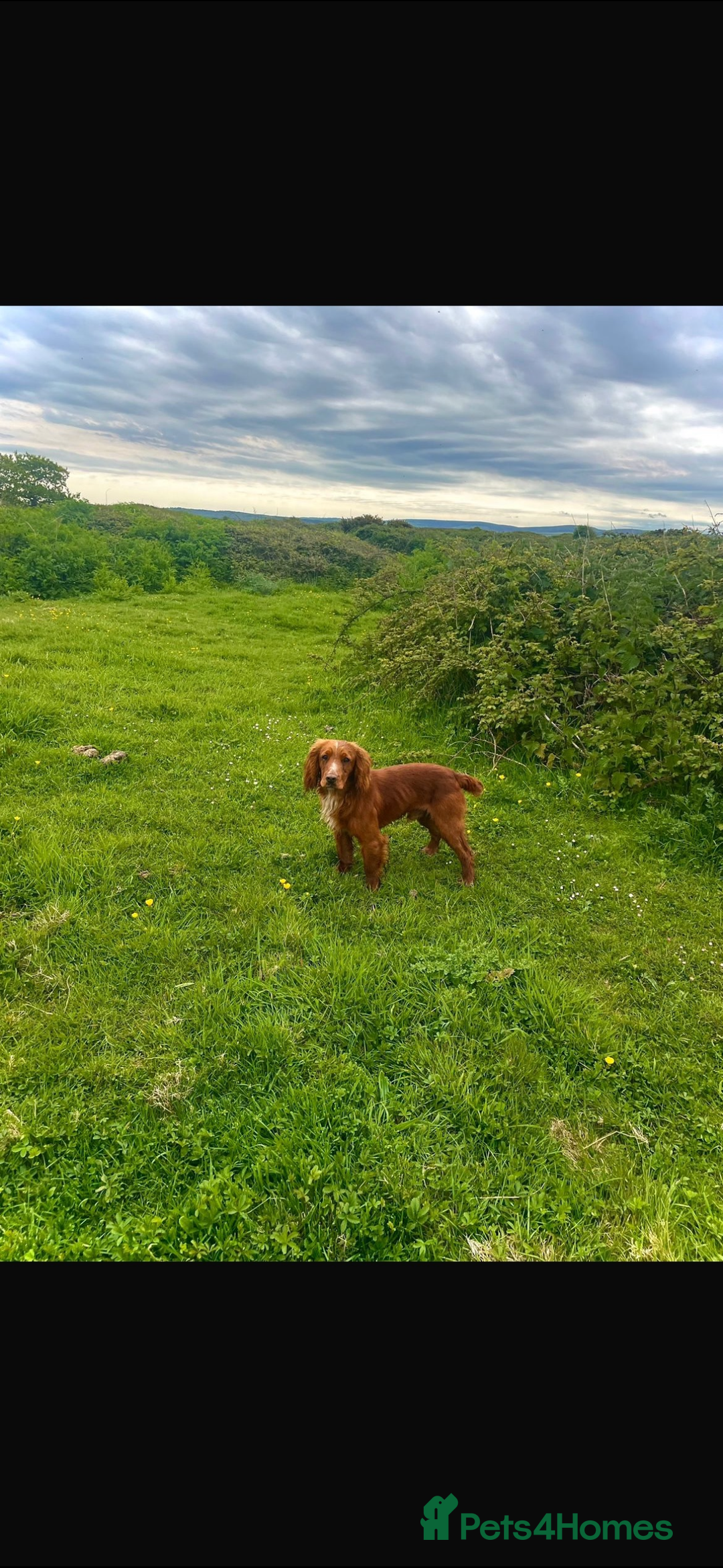 Cocker Spaniel dogs for sale: Male 3YO working cocker  - Advert 3