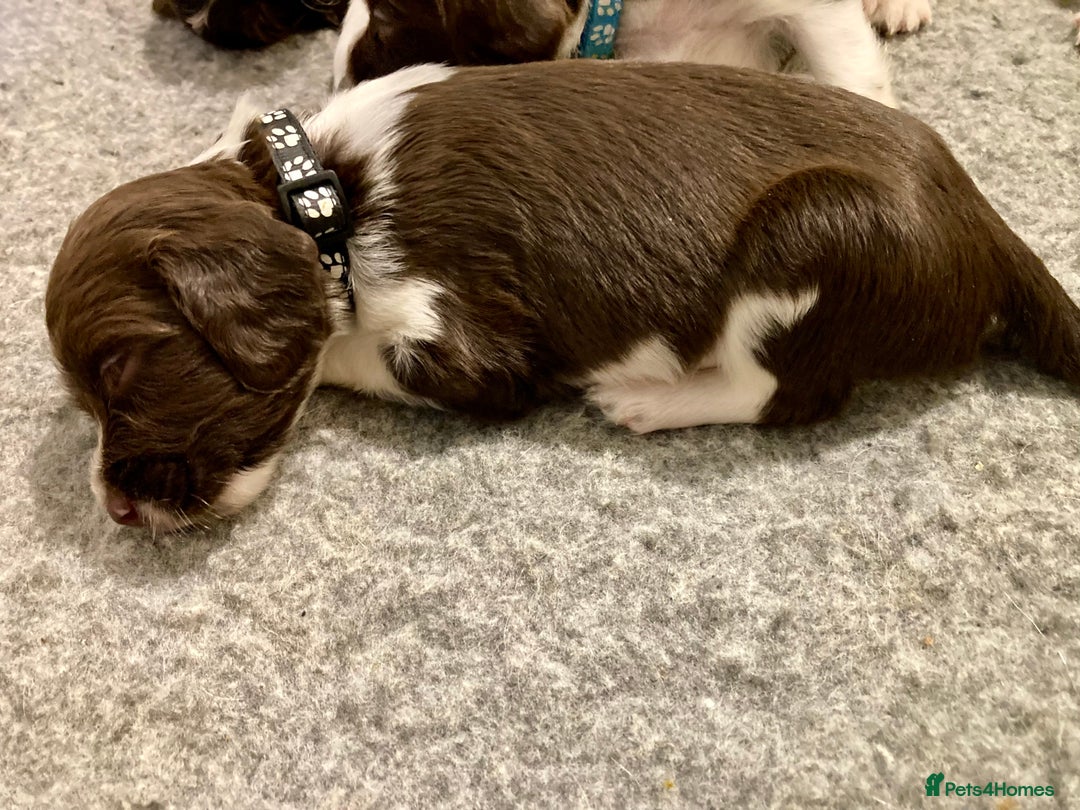 English Springer Spaniel dogs for sale: 5th Gen Springers: Purebred, 7th litter, 36 total - Image 21