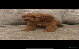Cavapoo dogs for sale: F1 TOY CAVAPOO PUPPIES  - Image 4