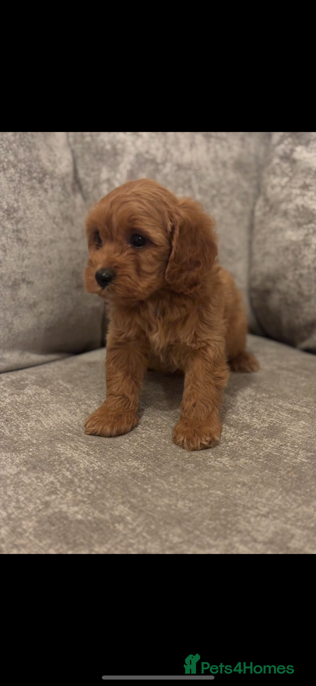 Cavapoo dogs for sale: F1 TOY CAVAPOO PUPPIES  - Image 4