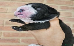 English Bulldog dogs for sale: Outstanding KC English Bulldogs, Top Quality Pups - Image 23