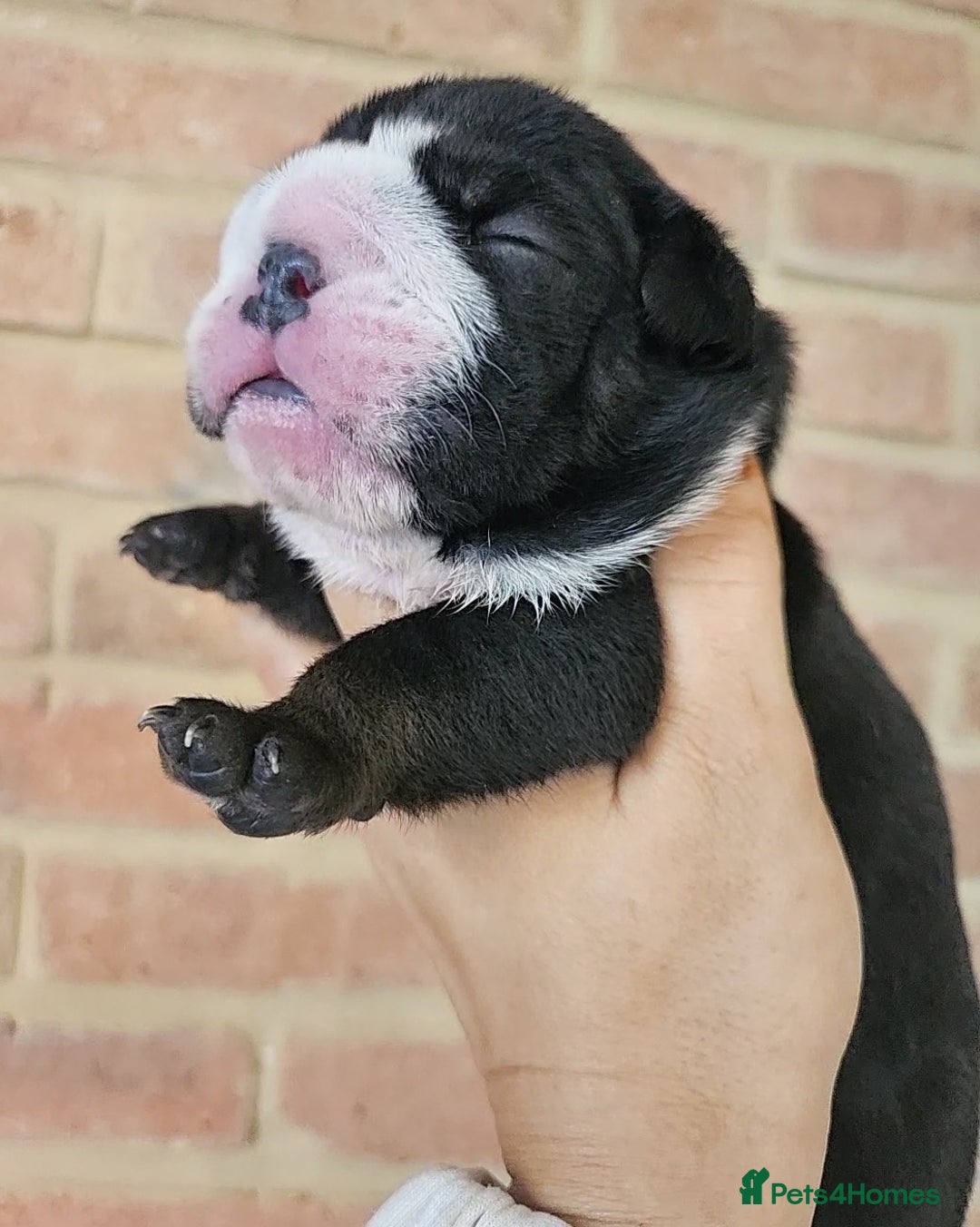English Bulldog dogs for sale: Outstanding KC English Bulldogs, Top Quality Pups - Image 23