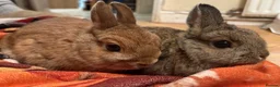 Netherland Dwarf rabbits for sale: Neverland Dwarf Bonded Pair - Advert 2