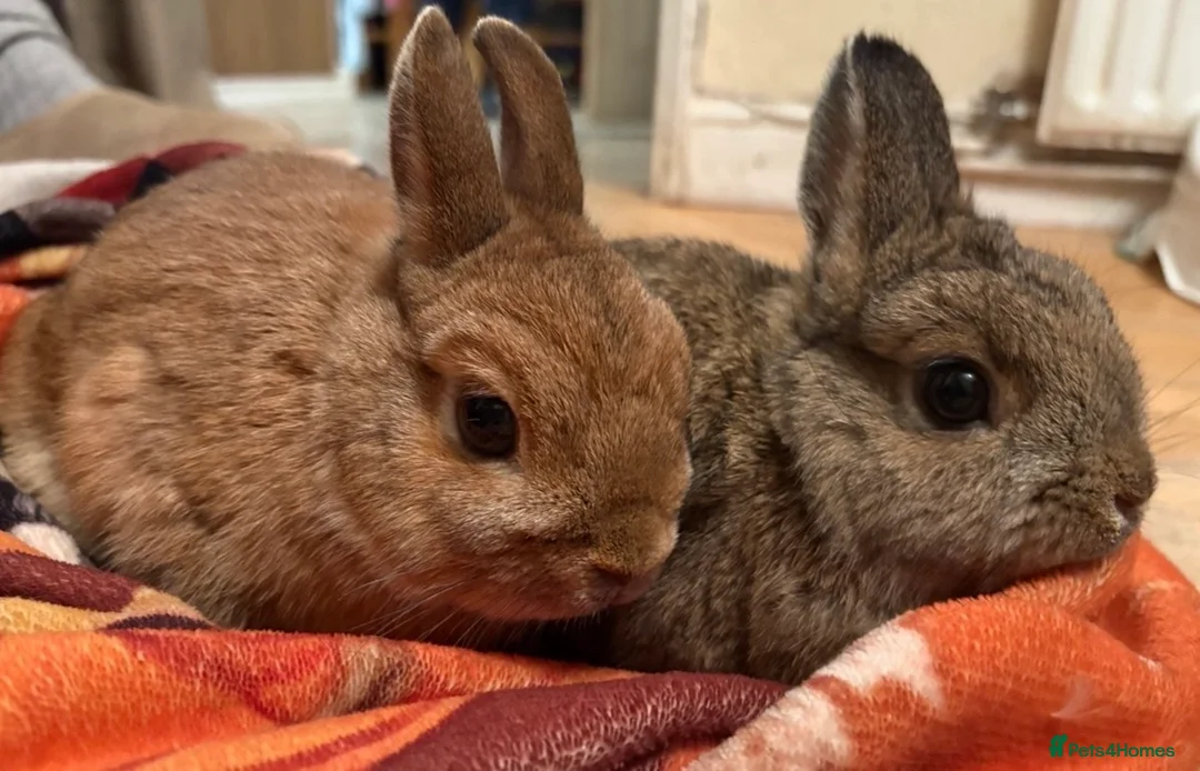Netherland Dwarf rabbits for sale: Neverland Dwarf Bonded Pair - Advert 2