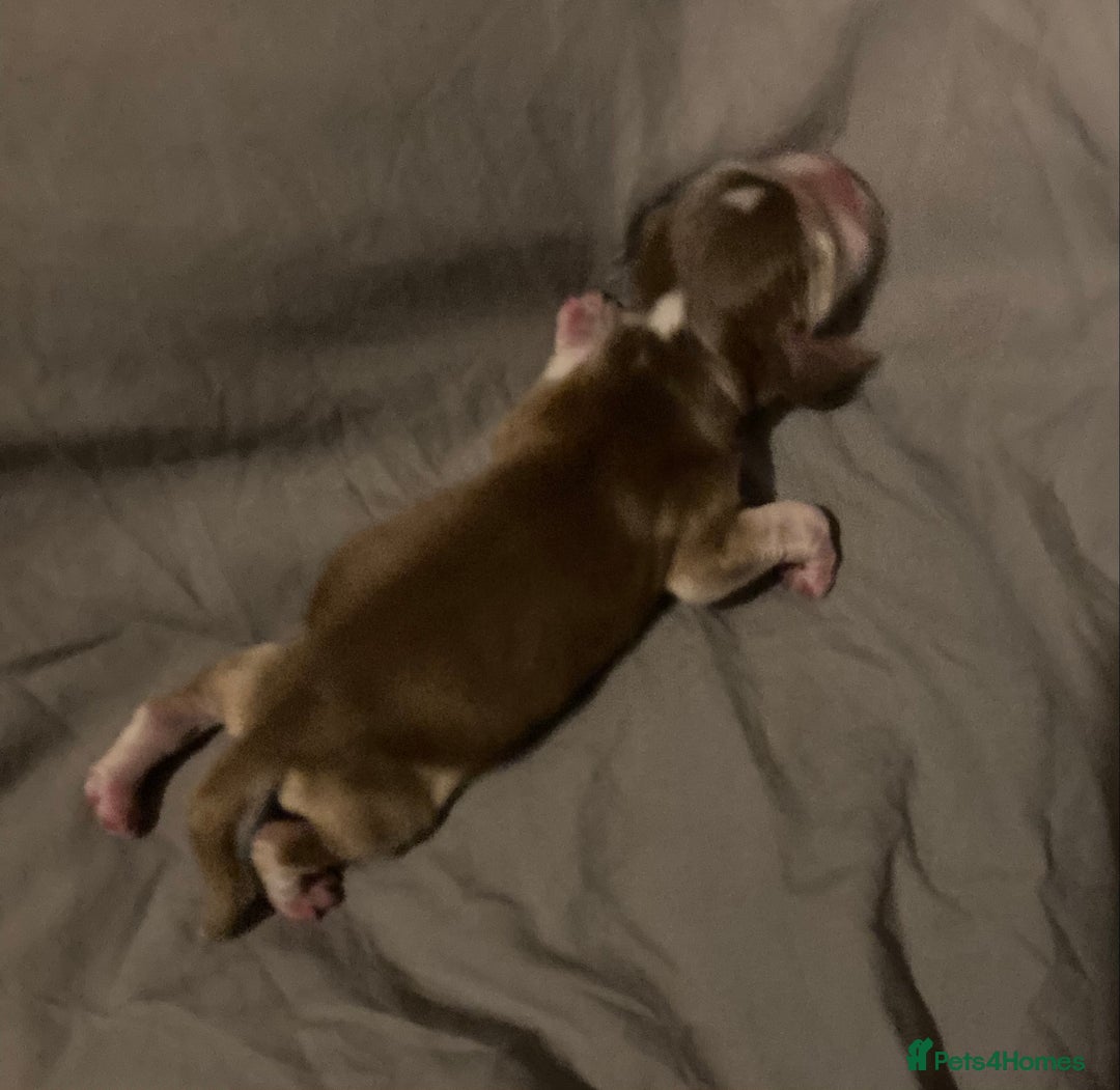 Cocker Spaniel dogs for sale: ‘Show Type’ Cocker Spaniel Puppies. KC Registered. - Image 14