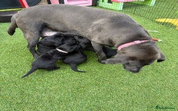 Labrador Retriever dogs for sale: Chunky male  black Labrador puppy  - Image 7