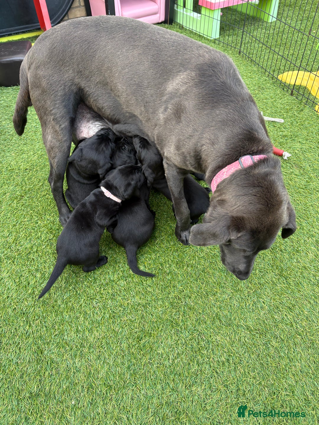 Labrador Retriever dogs for sale: Chunky male  black Labrador puppy  - Image 7