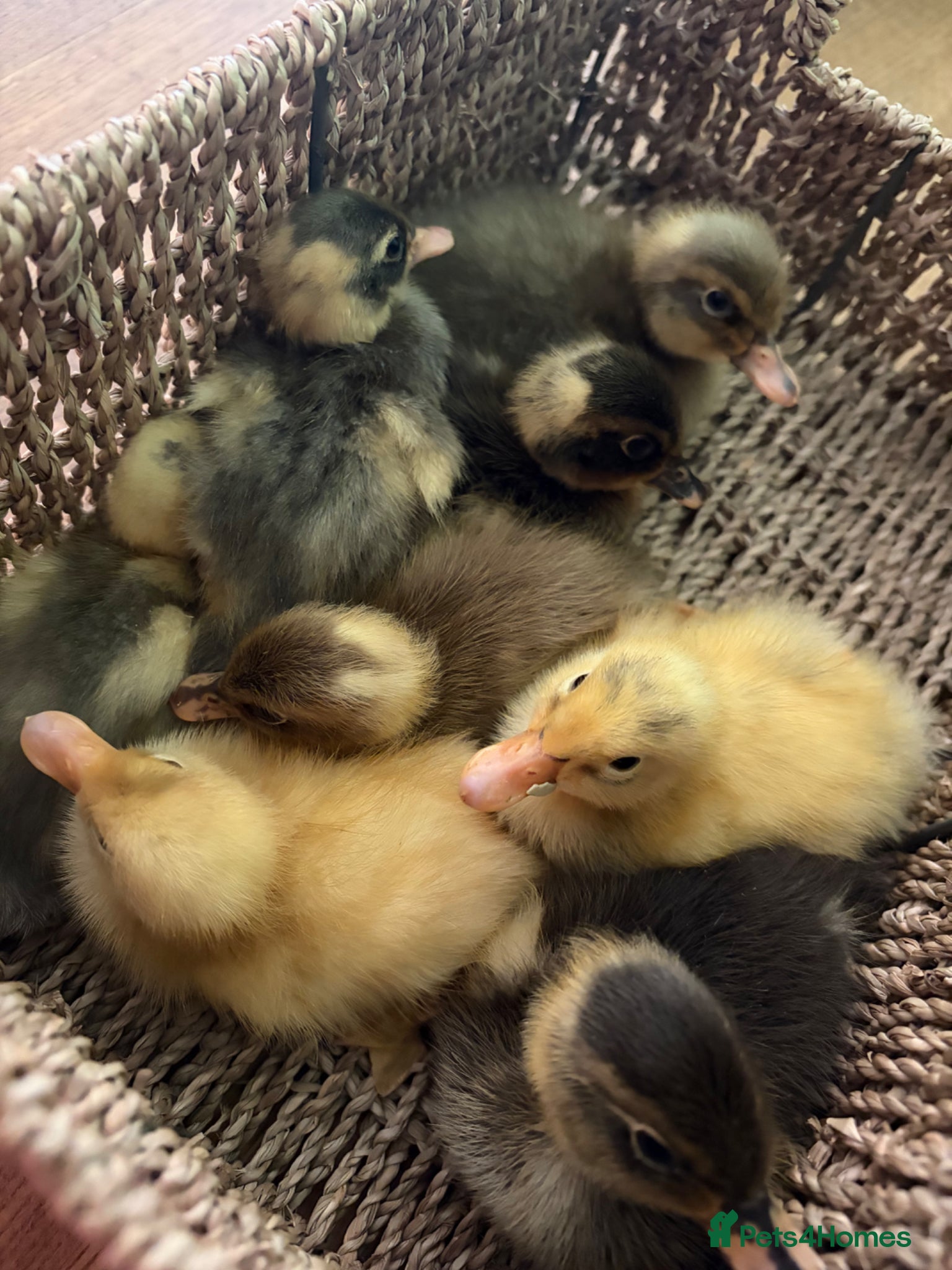 Ducks poultry Indian runner ducklings unsexed mixed colours - Advert 2